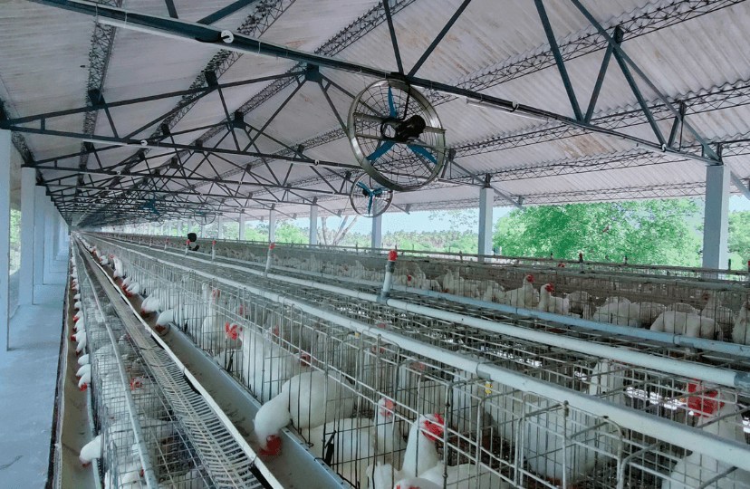 Optimising Poultry Farm Energy with IoT