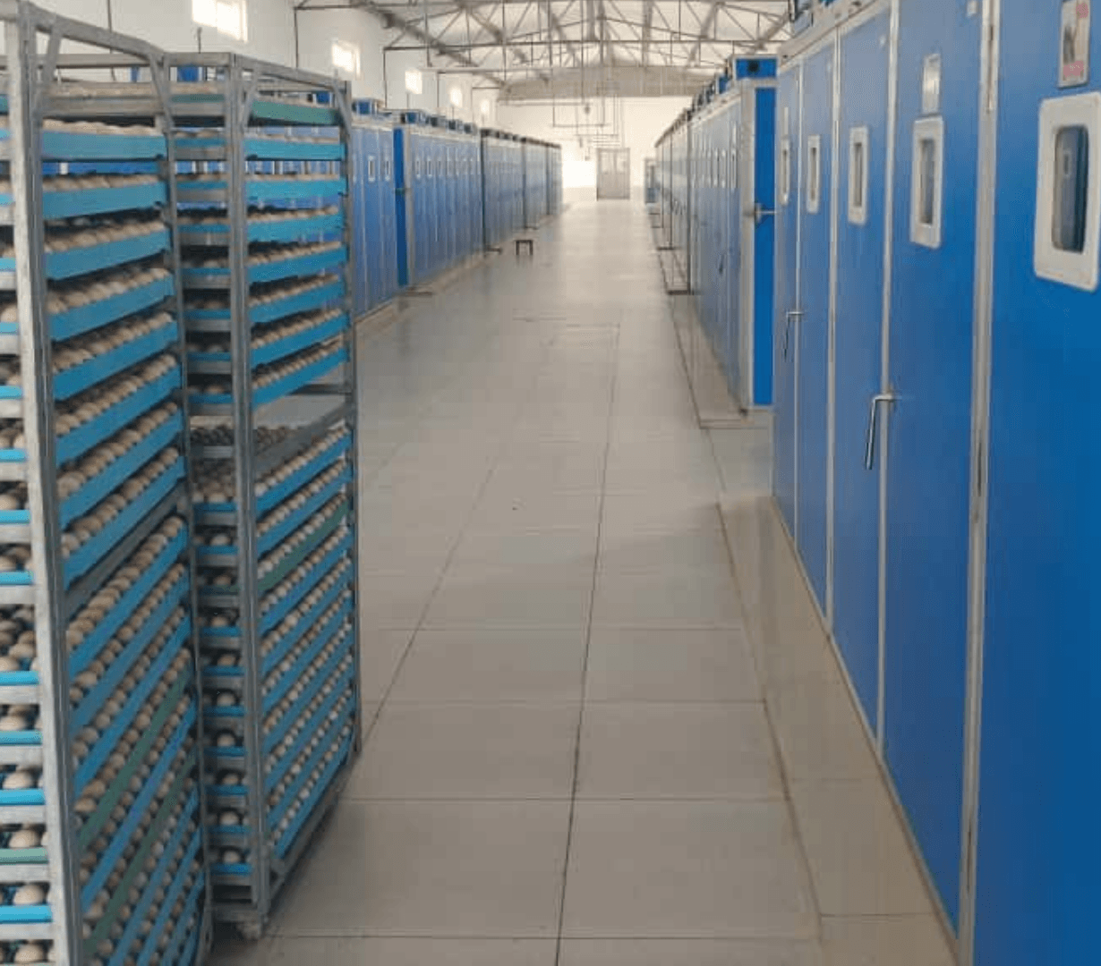 Smart Poultry Hatchery Solution