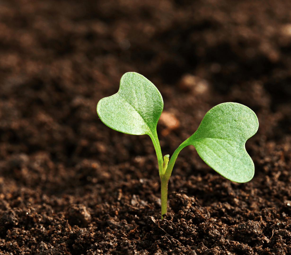 Smart Soil Health Monitoring