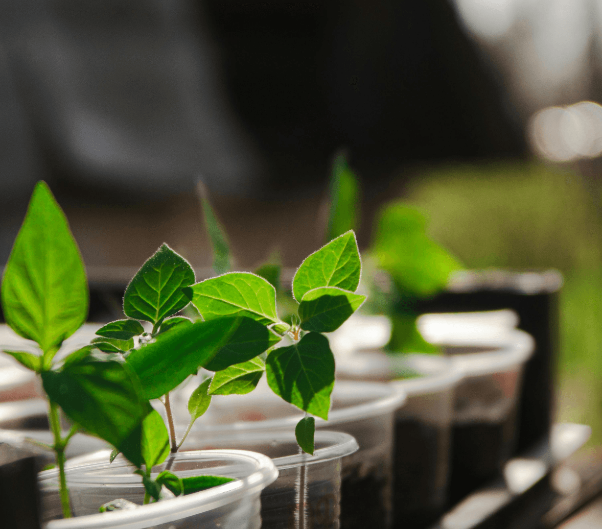 Smart Soil Monitoring for Medicinal Plants